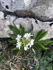 Cardamine heptaphylla