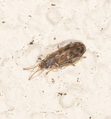 Dasytomima rachelae