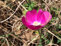 Callirhoe involucrata