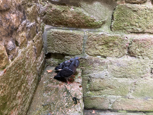 Feral Pigeon