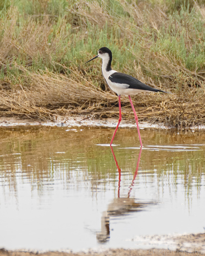 iNaturalist: (c) crisgarciajentys, some rights reserved (CC BY-NC) iNaturalist image