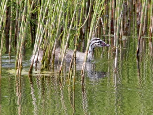 iNaturalist image