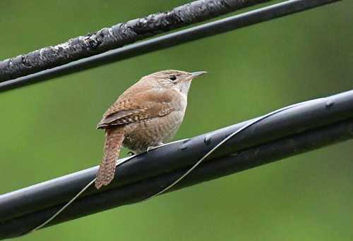 Northern House Wren