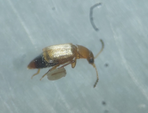 Eusphalerum sorbi