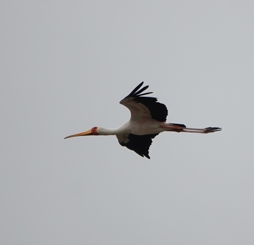 iNaturalist: (c) chan, some rights reserved (CC BY-NC), uploaded by chan iNaturalist image