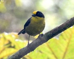 Atlapetes pallidinucha