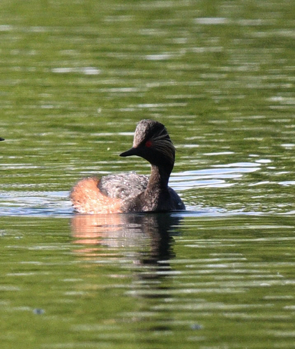 iNaturalist image