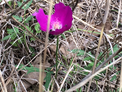 Callirhoe involucrata