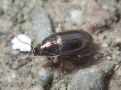 Amara familiaris