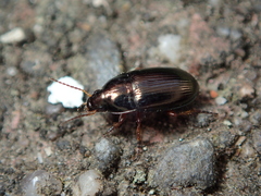 Amara familiaris