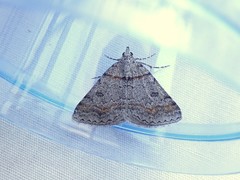 Dichromodes obtusata