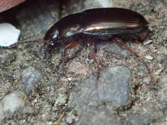 Amara familiaris