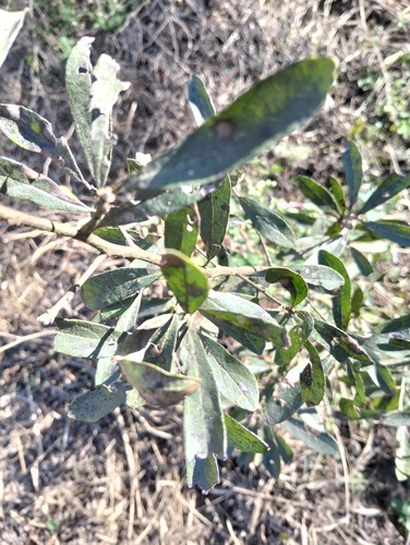 Bluebush
