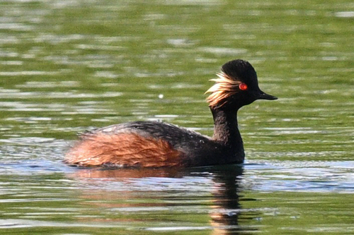 iNaturalist image