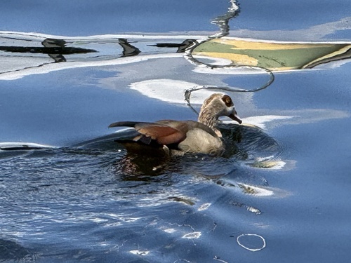 iNaturalist image