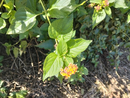 common lantana