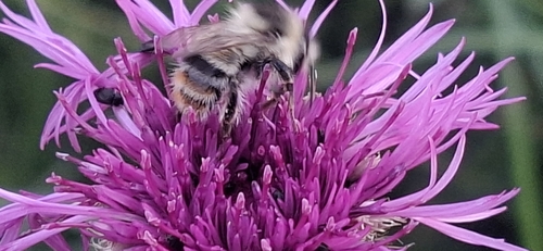 Shrill Carder-Bumble bee