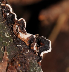 Datronia brunneoleuca