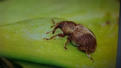 Lignyodes enucleator