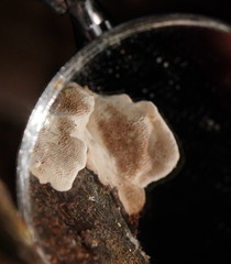 Datronia brunneoleuca