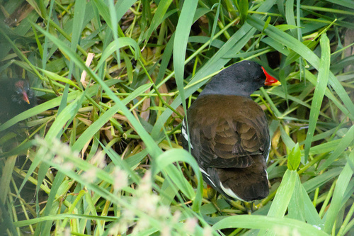 iNaturalist image