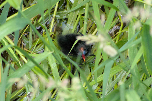 iNaturalist: (c) flyingdemon, some rights reserved (CC BY-NC), uploaded by flyingdemon iNaturalist image