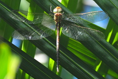 Austrogynacantha heterogena