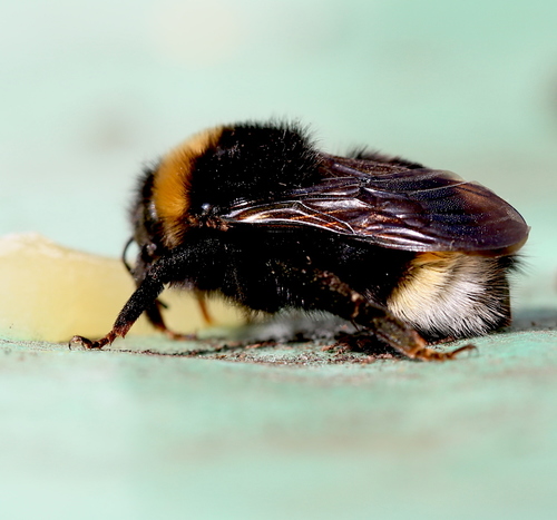 Abelhões (género Bombus) · BioDiversity4All