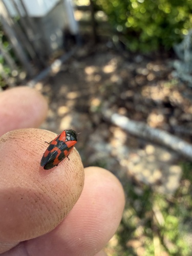 Haematoloma dorsatum
