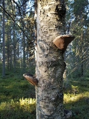 Phellinus nigricans
