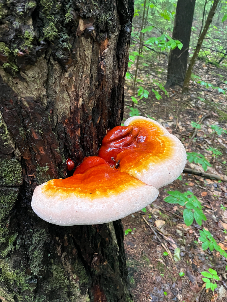 hemlock varnish shelf · June 2026 · photo: Photo: (c) Ethan Beaudet, some rights reserved (CC BY) · iNaturalist