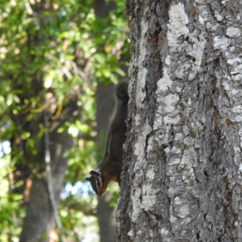Squirrels