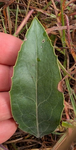 Penstemon cobaea, photograph 5