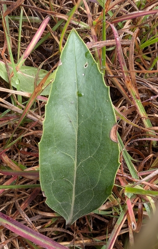 Penstemon cobaea, photograph 6
