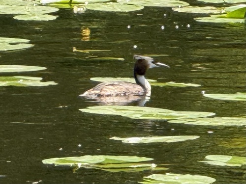iNaturalist: (c) felixgruner, some rights reserved (CC BY-NC) iNaturalist image