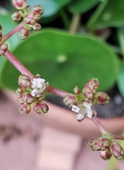 Pilea peperomioides