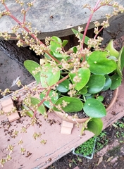 Pilea peperomioides