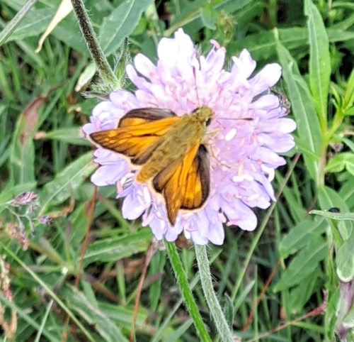 Large Skipper