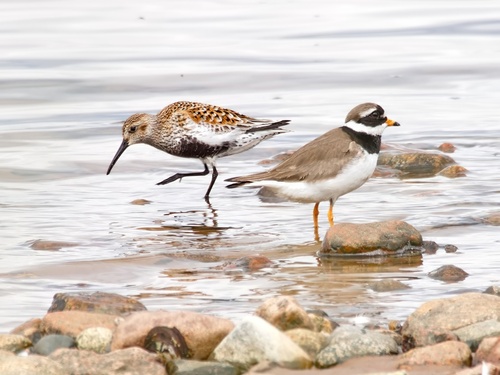 iNaturalist image