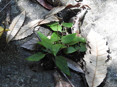 Pseuderanthemum variabile
