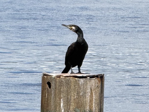 iNaturalist image