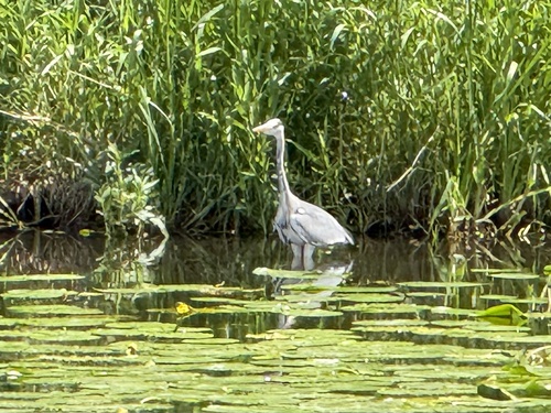 iNaturalist: (c) felixgruner, some rights reserved (CC BY-NC) iNaturalist image