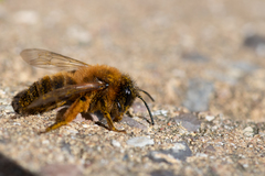 Andrena nigroaenea