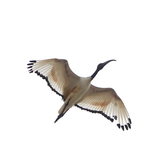 iNaturalist image
