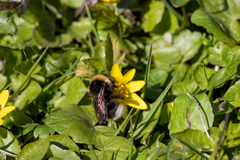 Bombus bohemicus