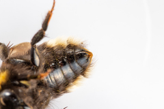 Bombus bohemicus