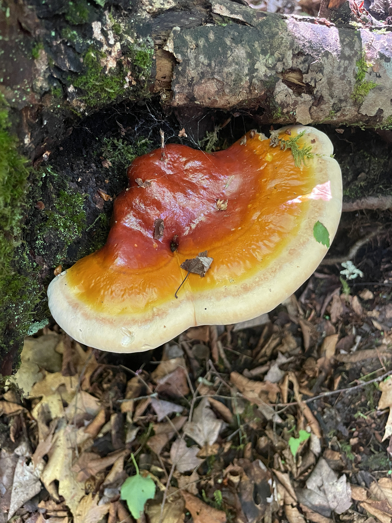 hemlock varnish shelf · June 2026 · photo: Photo: (c) Michael Nerrie, some rights reserved (CC BY) · iNaturalist