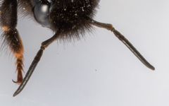 Bombus bohemicus