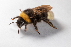 Bombus bohemicus