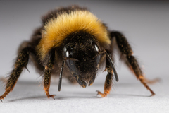 Bombus bohemicus